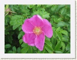 Wild Rose near Hopewell Rocks * 2592 x 1944 * (1.23MB)